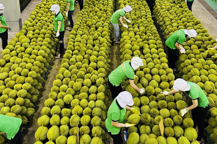 In 2024, durian exports could reach a record of 3.5 billion USD