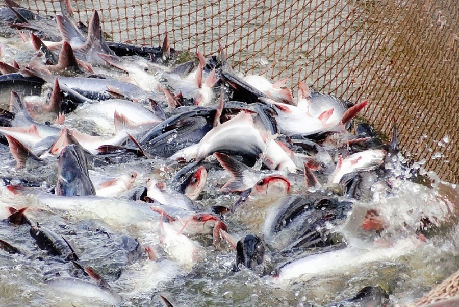 In the CPTPP bloc, Mexico is the country that imports the most Vietnamese pangasius